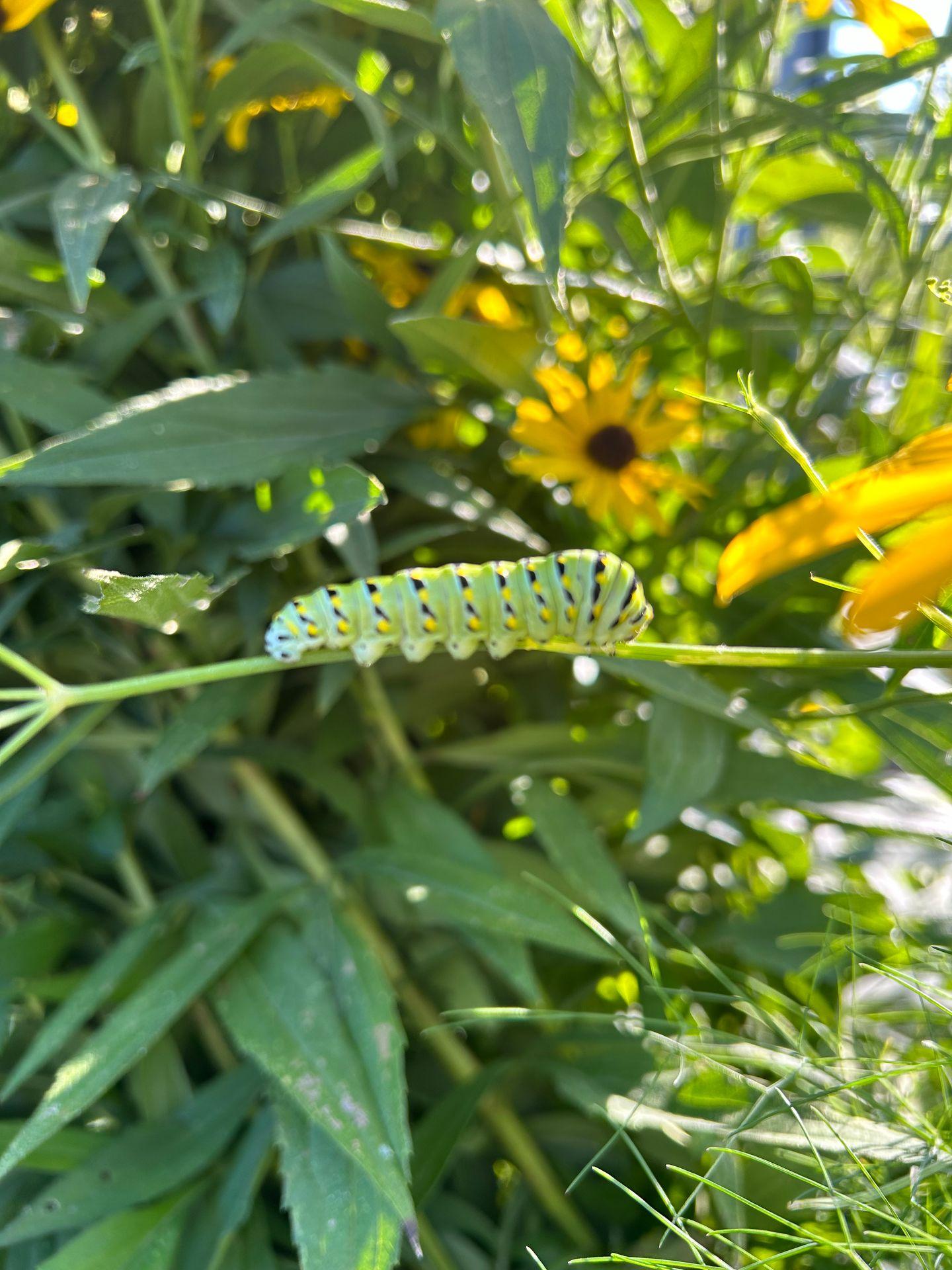 Caterpillar