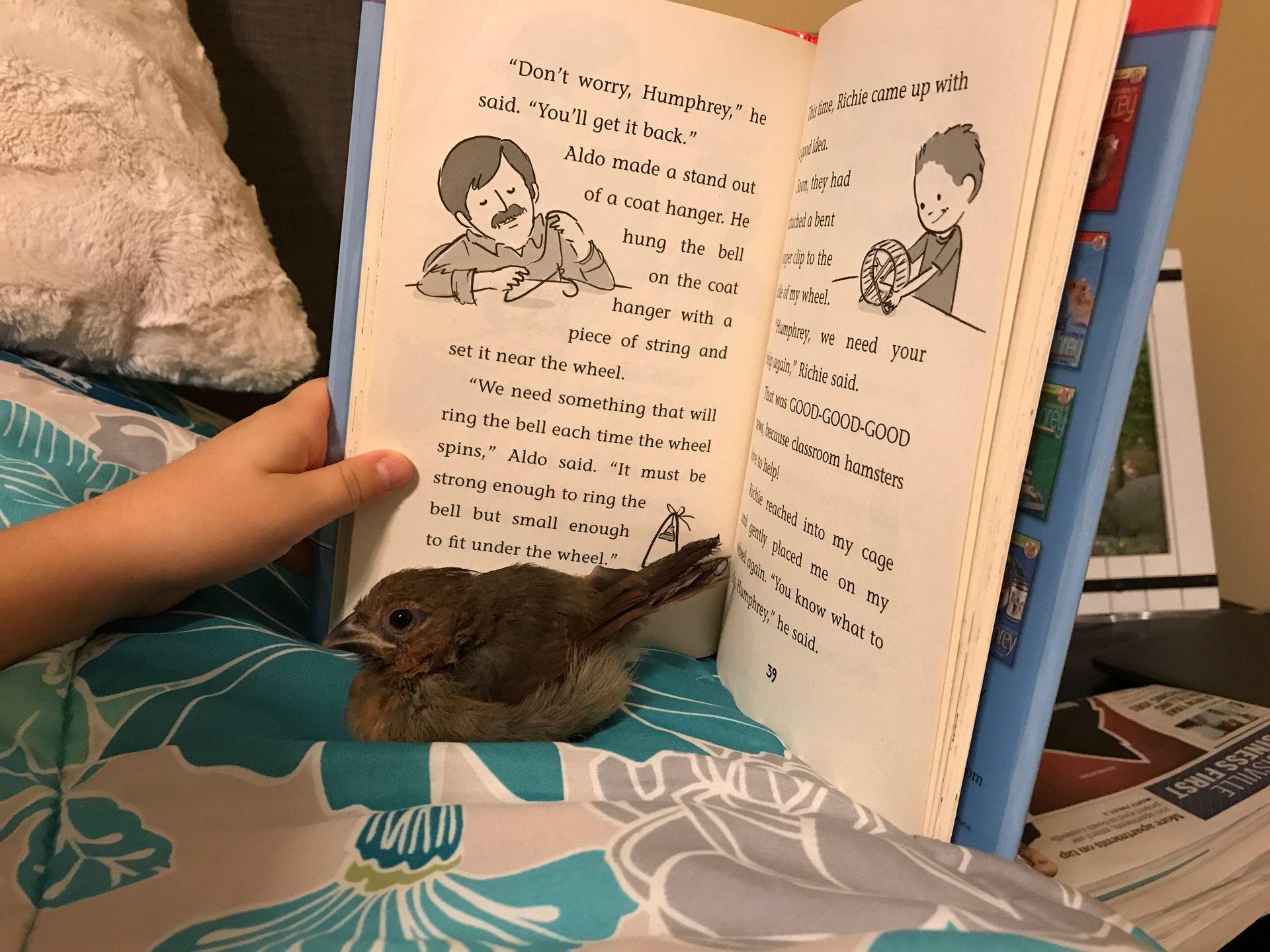 Reading with a bird