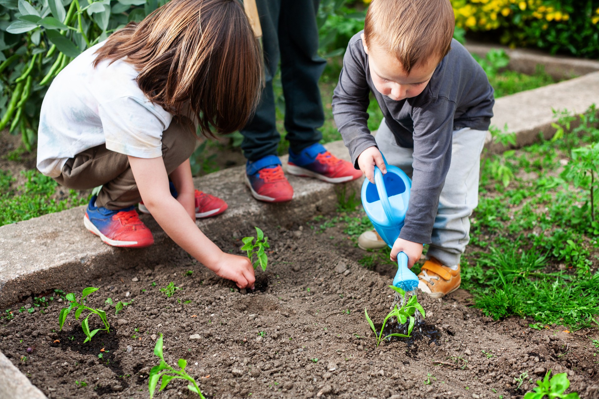 Children planting and watering sprouts of bell pepper plants.